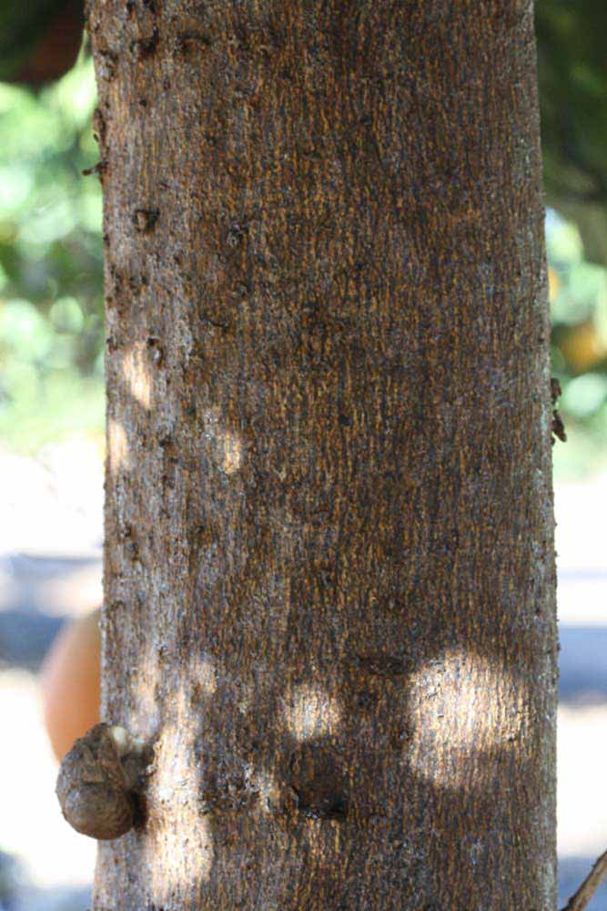              Bark (Riverside, CA)       
